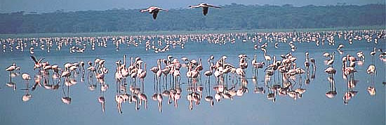 Lake Nakuru.