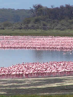 Lake Nakuru Flamingoes.