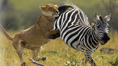 Lion Killing in Masai Mara