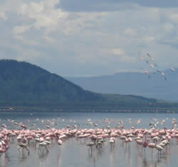 Flamingoes In Lake Nakuru.