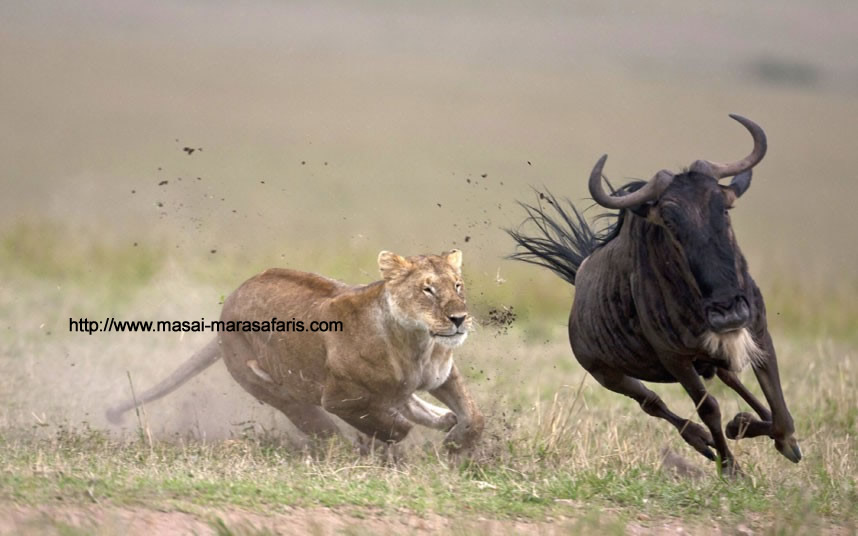 Lion Chasing Wildebeest In Masai Mara