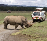 Masai Mara National Reserve.