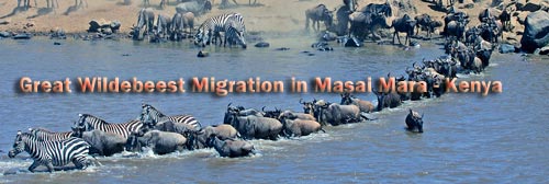 Masai Mara Wildebeest Migration Safari.